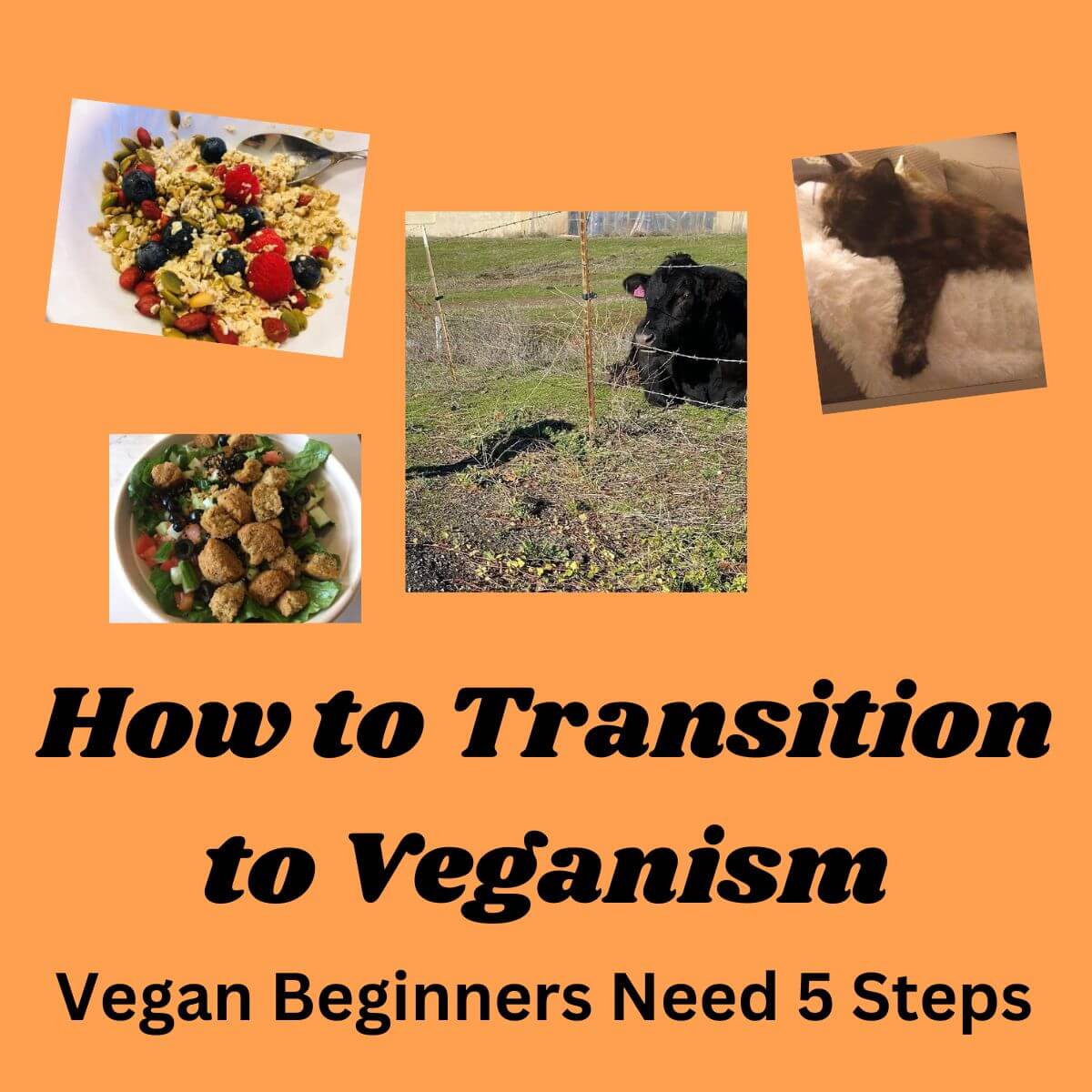 pictures include a cow, cat, oatmeal with berries, nuts and seeds, and a salad with falafels. Text reads: How to Transition to Veganism. Vegan Beginners Need 5 Steps